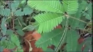 Mimosa Pudica - The Sensitive Plant (Μιμόζα η αισχυντηλή) touch me not