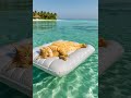 Paradise found… and it belongs to a cat 😺🏝️#ChillCat #CatOnVacation #FloatingCat