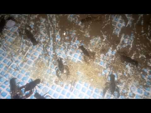 Чем кормить раков? Едят ли раки кабачки