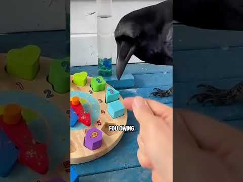 If you touch a raven’s beak…… #youtubeshorts #pets #ravens #crow #facts #animals
