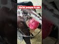 Uterine Prolapse In Cow L Dr Umar Khan