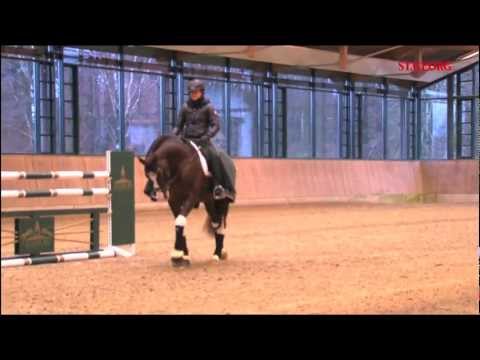 Bundeschampion Benicio Training 2012