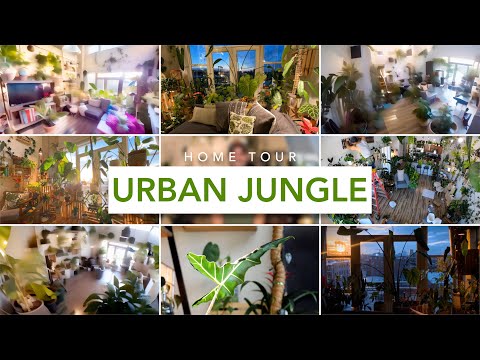 Urban Jungle Houseplant Collection Tour | Living Room (August 2023) 🪴