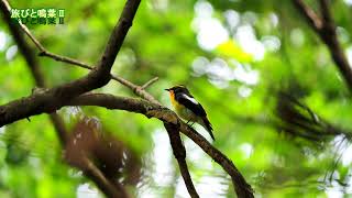 野鳥の身近な暮らし キビタキ♂が鳴く（ショート）