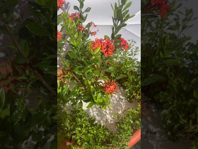 اكزورا نانا lxora coccinea