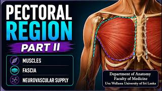 Pectoral Region – Part II