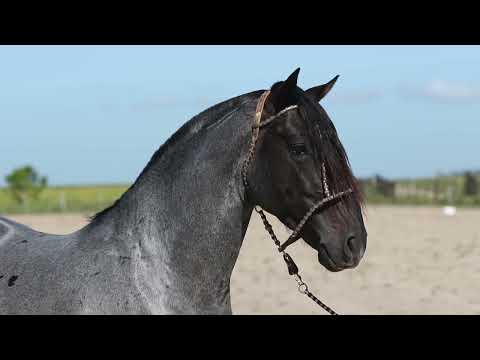 Lote 06 NÊGO VÉIO DA TAMANCA