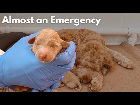 Helping My Pregnant Goldendoodle Deliver 6 Puppies