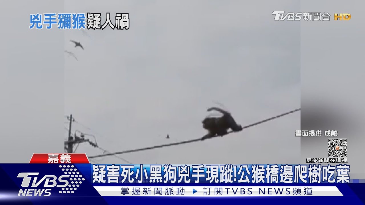 就牠害死小黑狗掛樹上!兇手疑現蹤東石 公猴樹上吃葉
