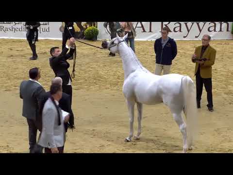 Arabian Horse Magazine - EXCALIBUR EA_Aachen Gold Medal Champion Stallion
