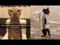 Animaux Drôles À Mourir De Rire ESSAYER DE NE PAS RIRE 2