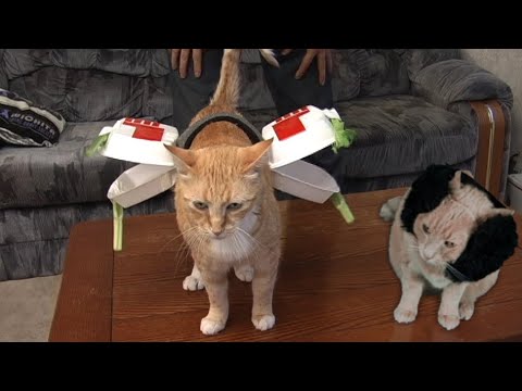 Star Wars: Episode IV - A New Hope. With Cats