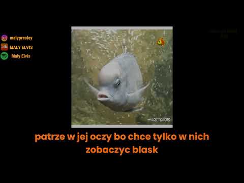 maly elvis   ryby REUPLOAD + LYRICS