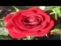Rose Flowers Pictures Compilation Picture Of Rose Flowers Best
