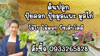 ปุ๋ยหมัก ดินปลูก ปุ๋ยขี้แพะ ปุ๋ยคอก สำหรับไม้ดอก ไม้มงคล เสน่ห์จันทร์ ไม้ใบพร้อมขาย 20 บาท