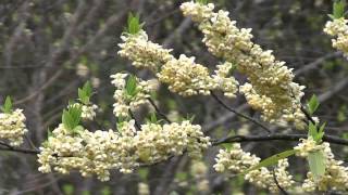 preview picture of video '種子島の木々：早春に開花したアオモジ Litsea cubeba Pers.'