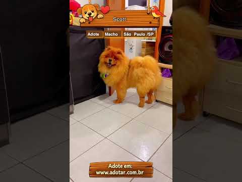Vídeo de Scott 