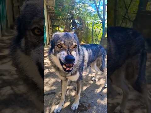 Der Wolfhund, den das Militär erschaffen wollte!🥇🐺