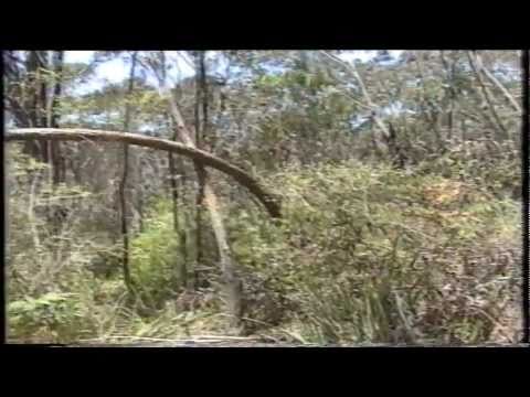 Dean Harrison interviews Yowie Witness Jerry  O'Connor