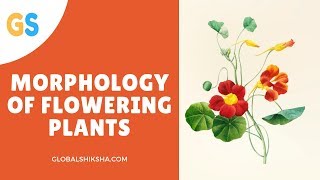 Morphology of Flowering Plants Leaves | CBSE Class 11 Biology