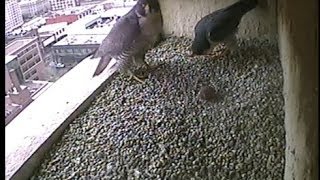 preview picture of video 'The Peregrine Falcons of Boise Idaho'