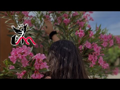 آهنگ جدید و زیبای مهیار حاجیان به نام شاه و خان      Mahyar Hajian - Shaho Khan   [Tik tok]