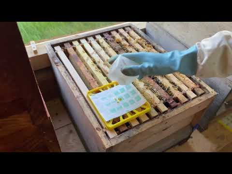 Folge VI: Behandlung mit Liebig Dispenser🐝☑️