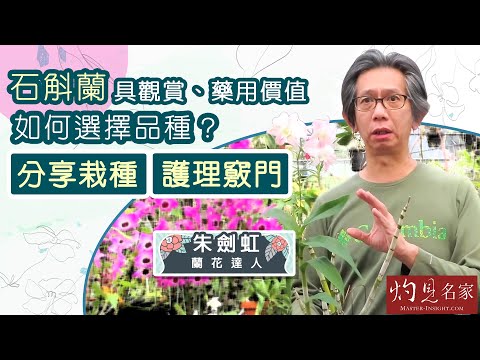 石斛蘭蘭花種類