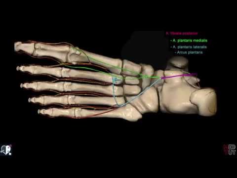 Hyaluronsäure in Ampullen für den Preis der Gelenke Osteochondrose Entspannung