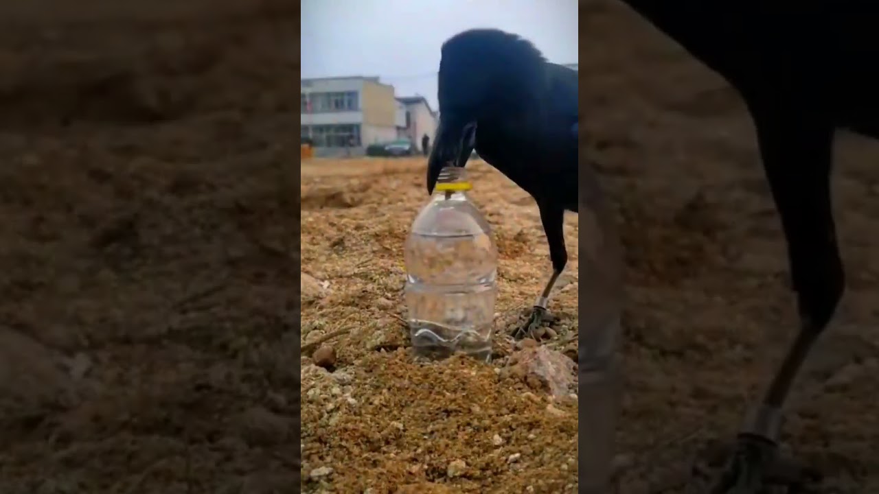 Como ter um Corvo de estimação no Brasil  #shorts