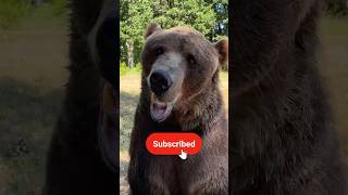 Download lagu Can I Feed A Bear A Cookie? mp3 Download lagu Can I Feed A Bear A Cookie? mp3