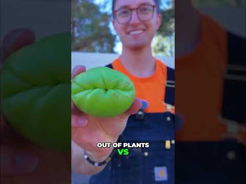 World's Sharpest Lapis Lazuli Blade