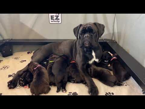 Reverse Brindle Boxer Puppies