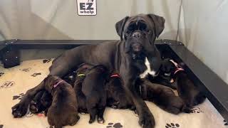 PuppyFinder.com : Current Litter of Heavily Reverse Brindle Black Boxer Puppies