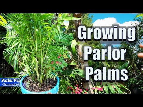How to Grow Parlor Palms Indoors || Chamaedorea elegans