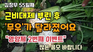 김장무우에 근비대제와 칼슘제를 뿌린후 무우가 커지고 단단해졌어요 2차 "영양제 이벤트" 많은 응모바랍니다. …