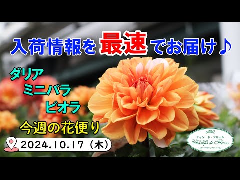 ドンジャ・ラニカについて詳しく解説