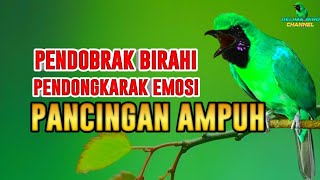 Download lagu PANCINGAN CUCAK IJO GACOR BUKA PARUH BIKIN LAWAN CEPAT ON LANGSUNG EMOSI DENGAR SUARA INI mp3