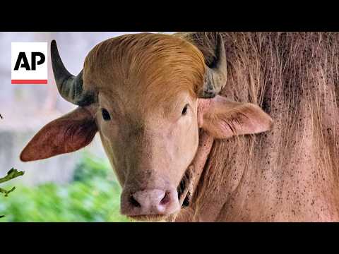 Buffalo named Donald Trump because of its golden locks delights crowds in Bangladesh