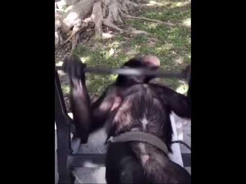 Josef Bratan wyciska 100x6💪🏿💪🏿🦍💪🏿💪🏿