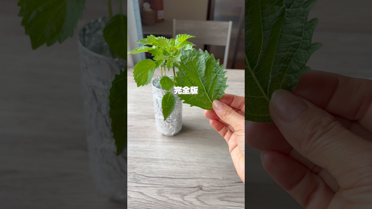 2025年、ありがとうございました✨ #ライフハック #水耕栽培 #家庭菜園 #大葉