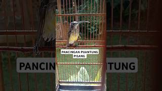 Download lagu Pancingan pijantung pisang mp3