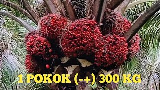 Download lagu Buahnya jumbo semua 1 pokok 12 tandan mp3