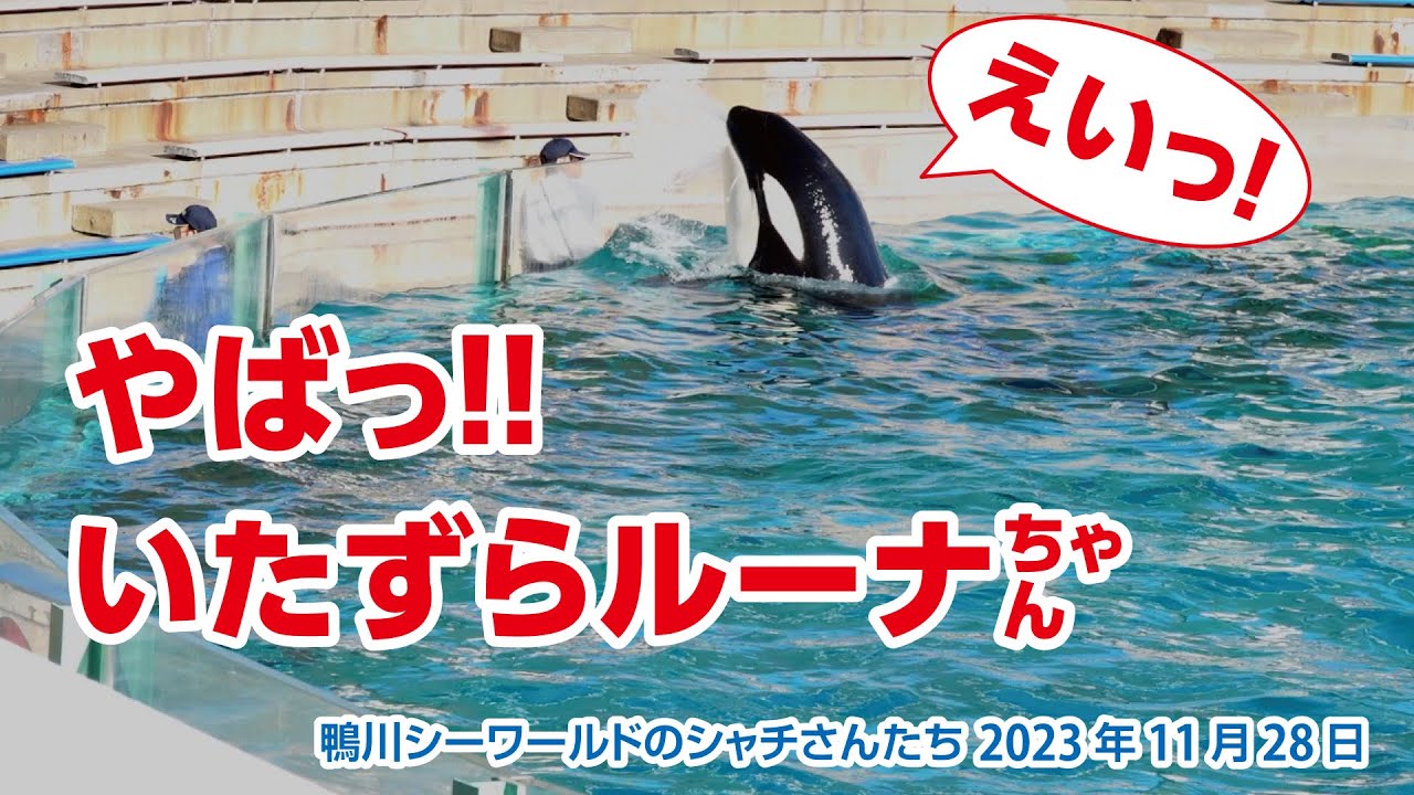 いたずらルーナちゃん、スタッフさんの邪魔しちゃダメよ！【2023年11月28日】鴨川シーワールドのシャチさんたち