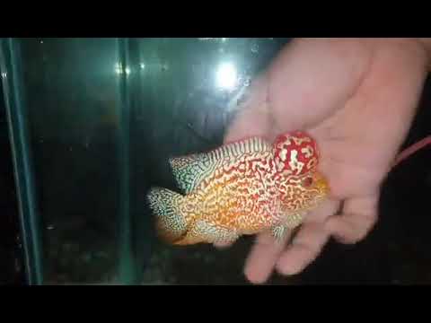 No.5 FD male for sale each or take all 10 items