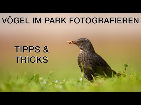 Vögel im Park fotografieren - Tipps und Tricks