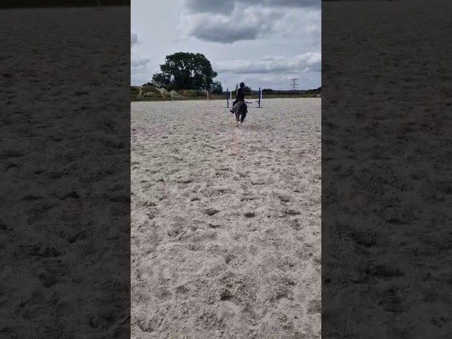 Gelding No Origin Recorded For sale 2016 Coloured