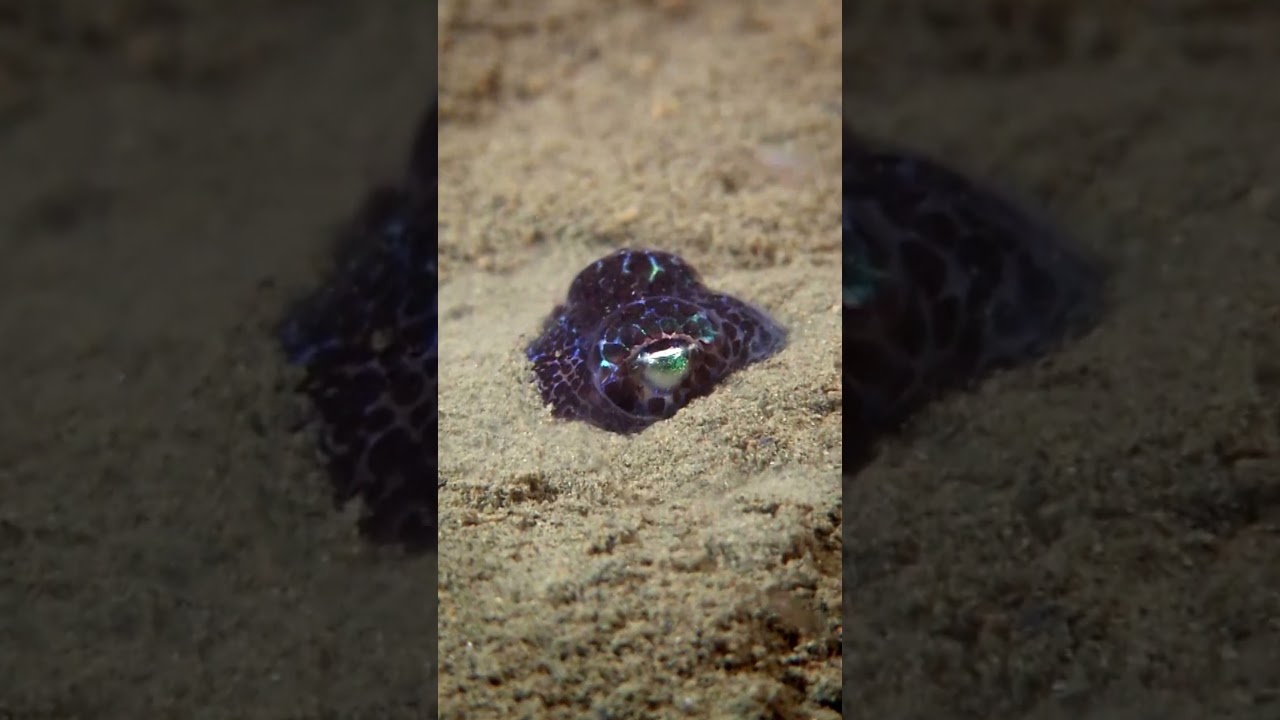 Could the Bobtail Squid be a Pixar Character?