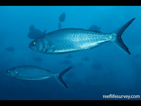 Catch and Cook Salmon