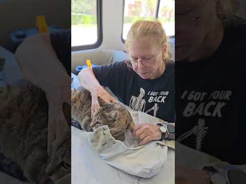 Foxy Alma Brown (Cocoa) Gorgeous Kitty Cat Unique Markings Broken Tail Loves to Be Pet with Video & Supplies, an adoptable Tabby in Cocoa, FL_image-1